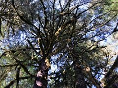 11D Large Moss Covered Tree In The Alaska Rainforest Sanctuary Near Ketchikan Alaska